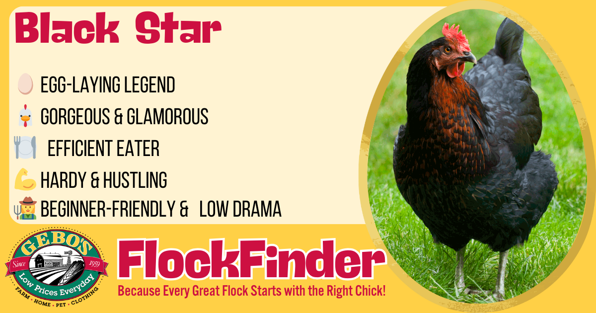 FlockFinder - Black Star - Gebo's