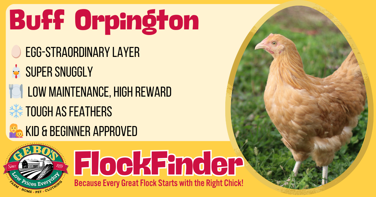 FlockFinder - Buff Orpington - Gebo's