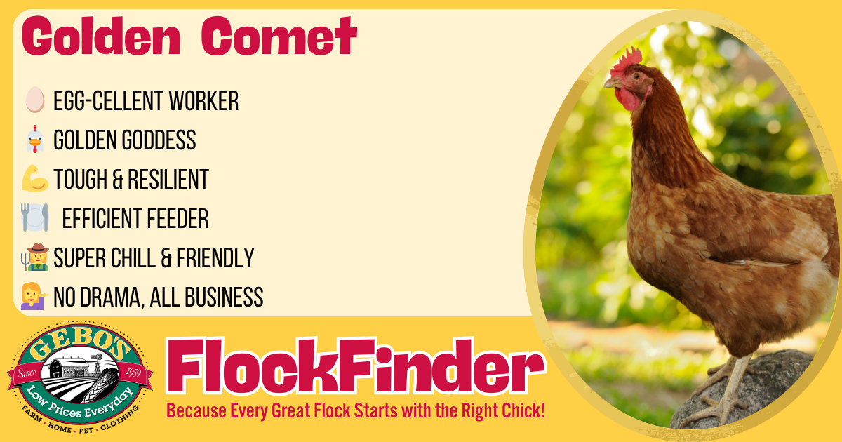 FlockFinder - Golden Comet - Gebo's