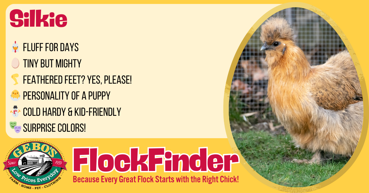 FlockFinder - Silkie - Gebo's